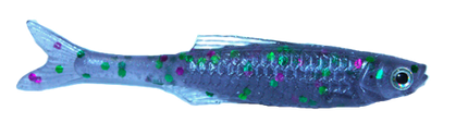 MICRO MINNOW